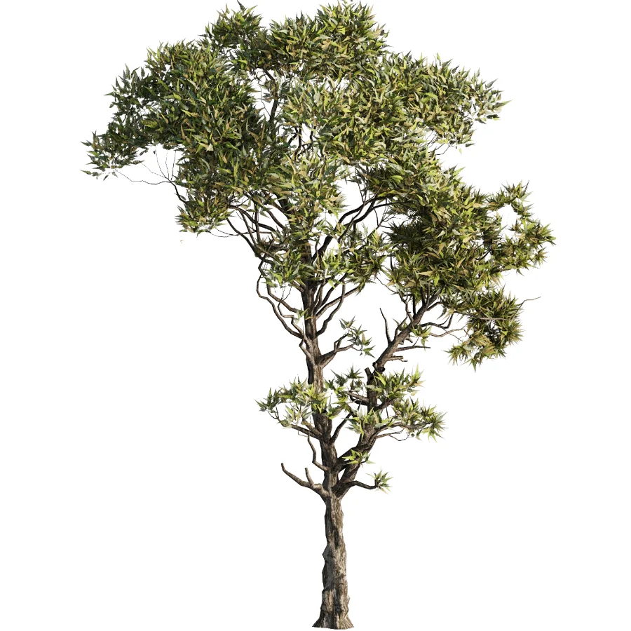 Tree Set39-Urban tree Image 3