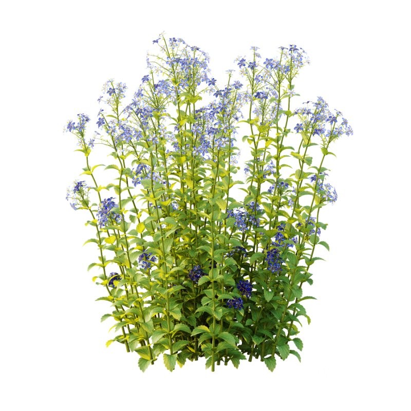 Borago officinalis Plants 01 Image 1