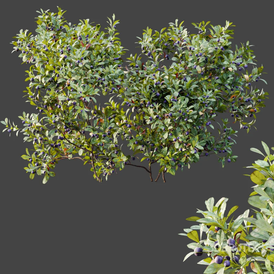 AV Plant Bush Bilberry Vaccinium Myrtillus Fruit Image 9