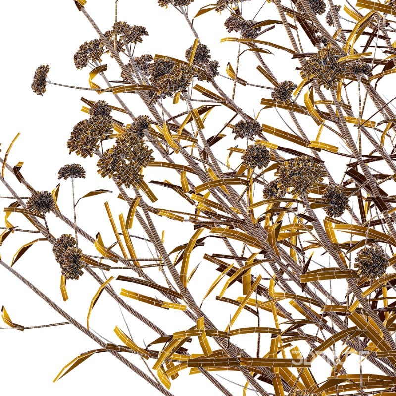 Verbena Bonariensis Plant 04 Image 4