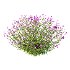 Verbena Bonariensis Plant 04 - Thumbnail 1