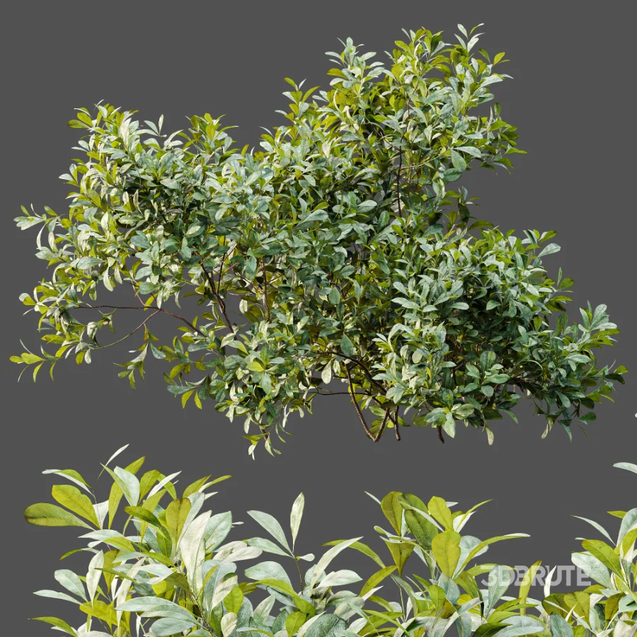 AV Plant Bush Bilberry Vaccinium Myrtillus Image 7