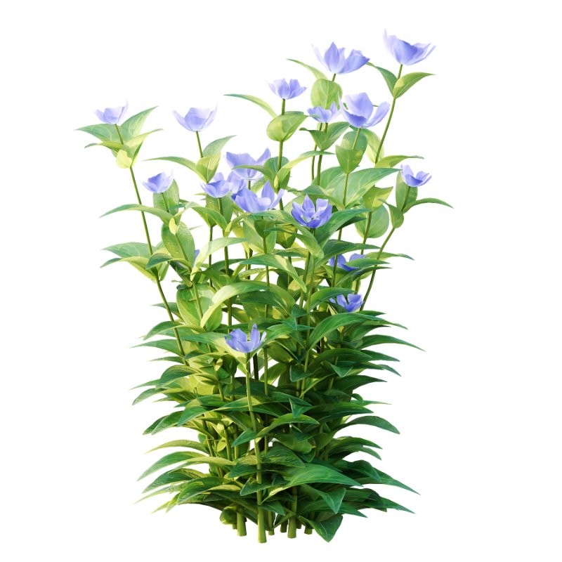 Vinca Minor Plant 01 Image 3