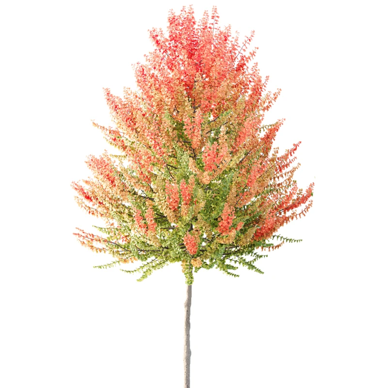 AV Acer X freemanii Freeman Maple Sapindaceae 01 Image 1