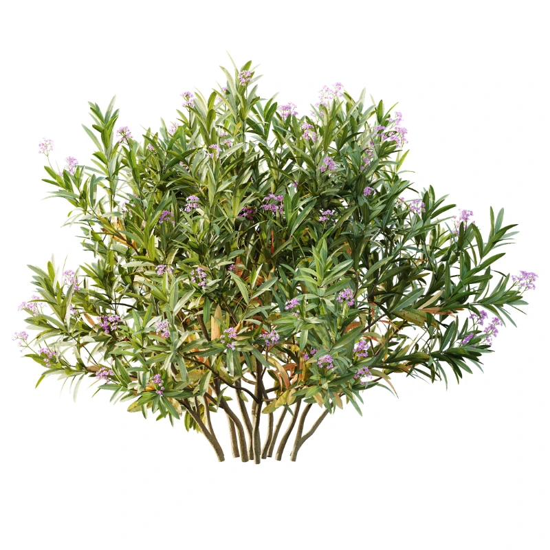 AV Nerium Oleander Laurier Kaner Rose Pink and Wild Erica Multiflora Bruyere Fiche Image 5