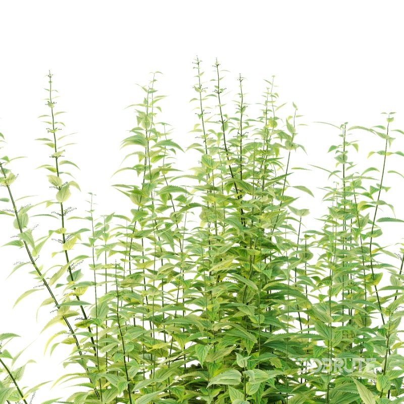 Common Nettle Urtica dioica Plant 02 Image 2