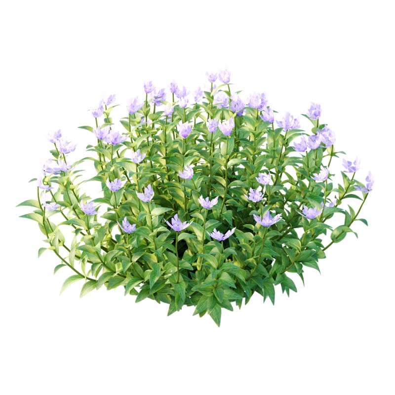 Vinca Minor Plant 02 Image 2