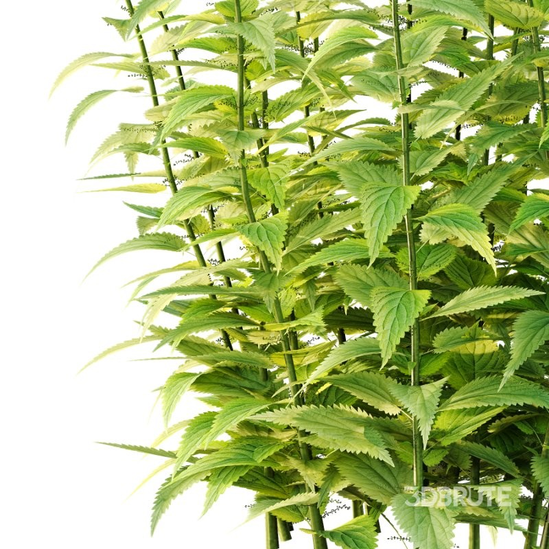 Common Nettle Urtica dioica Plant 01 Image 3