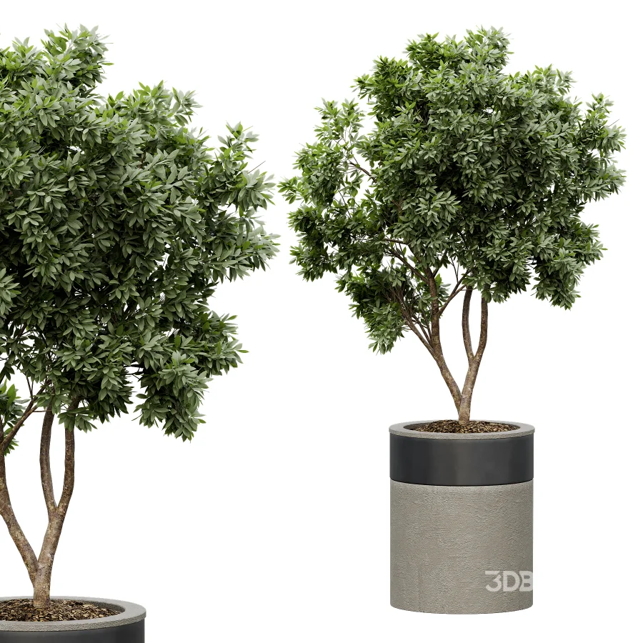 Indoor Plant 30 Image 4