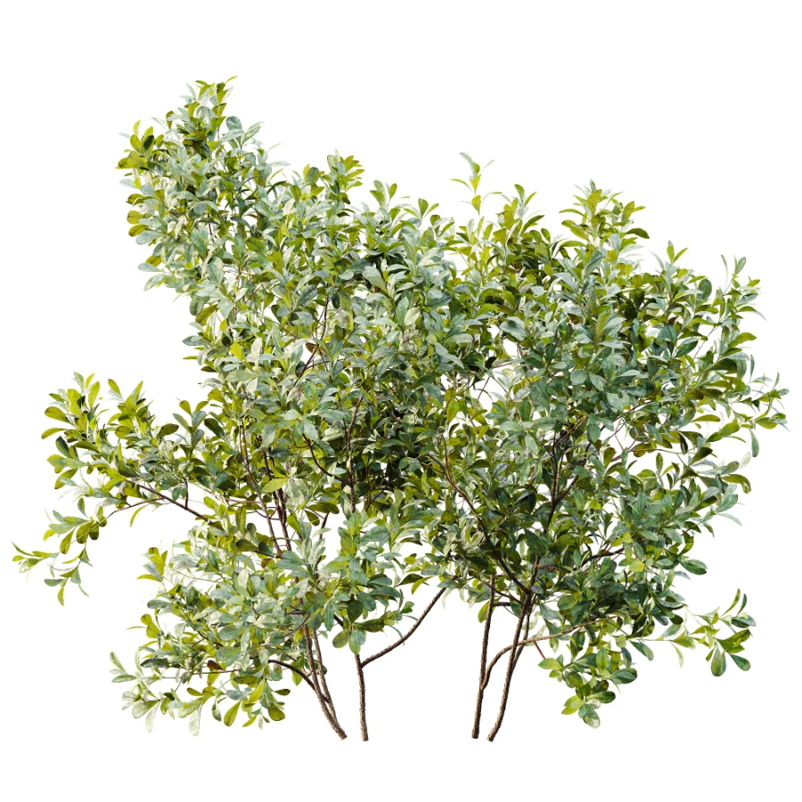 AV Plant Bush Bilberry Vaccinium Myrtillus Image 2