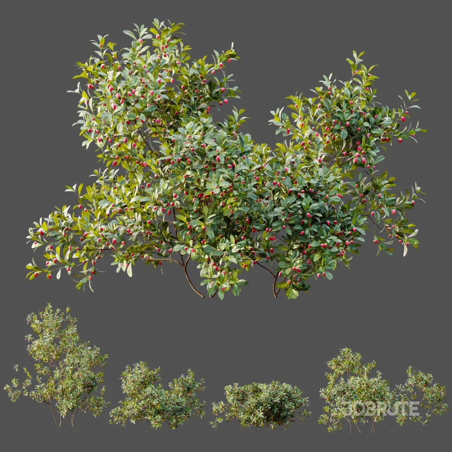 AV Plant Bush Bilberry Vaccinium Myrtillus Flower Image 9