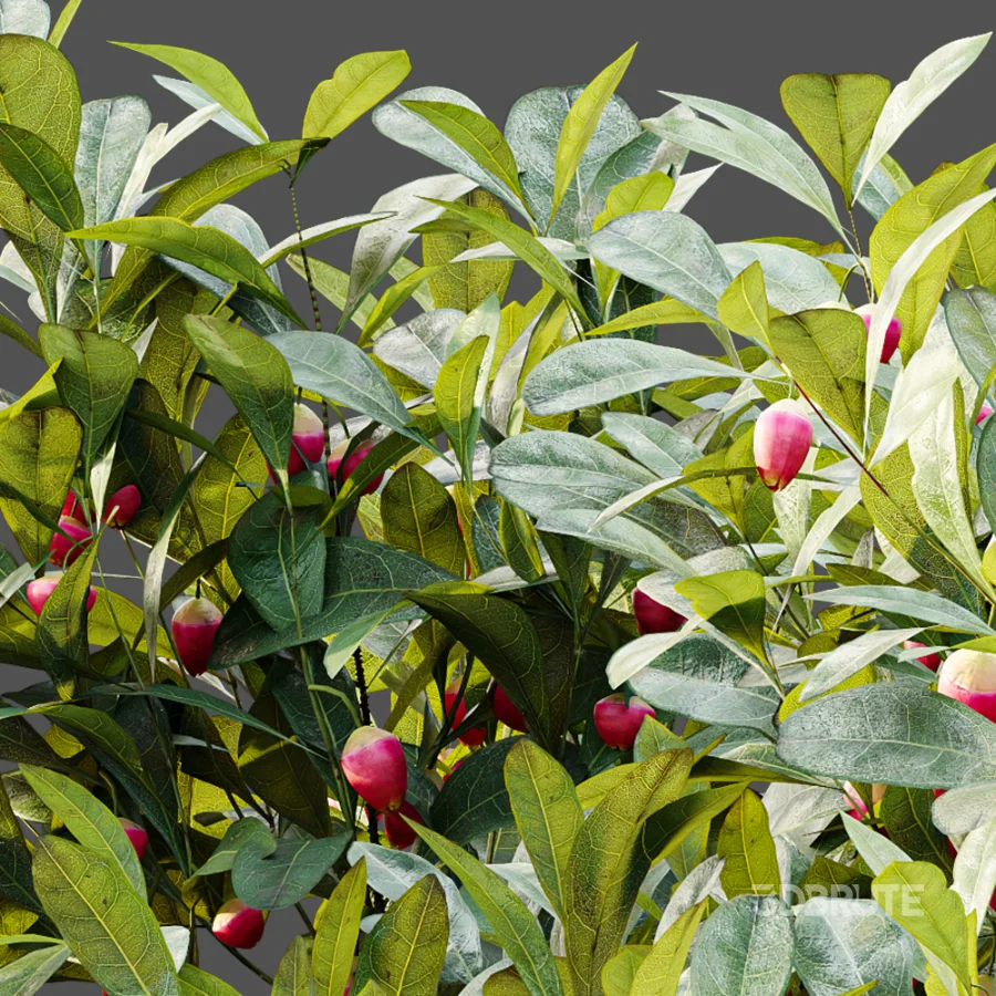 AV Plant Bush Bilberry Vaccinium Myrtillus Flower Image 3