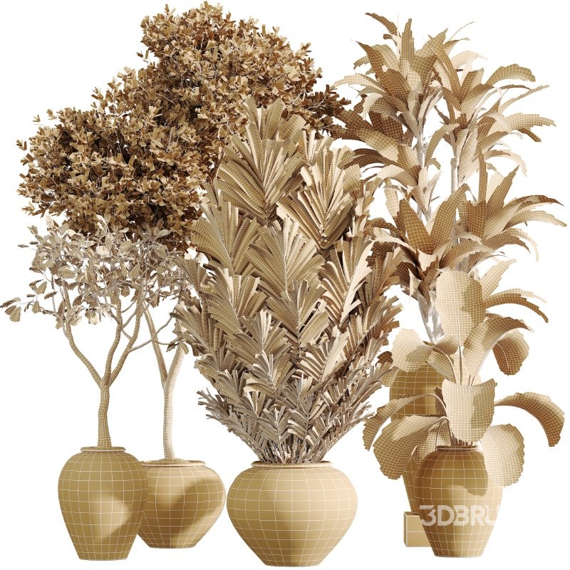 AV Indoor Plants Set 432 Calathea Dragon Palm Ficus Olive Image 8