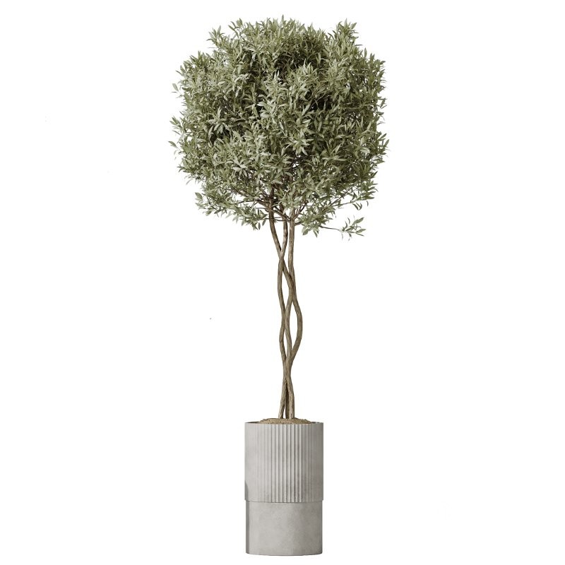 AV Indoor Plants Set 431 Ficus Olive Banana ParadiseBird Image 5