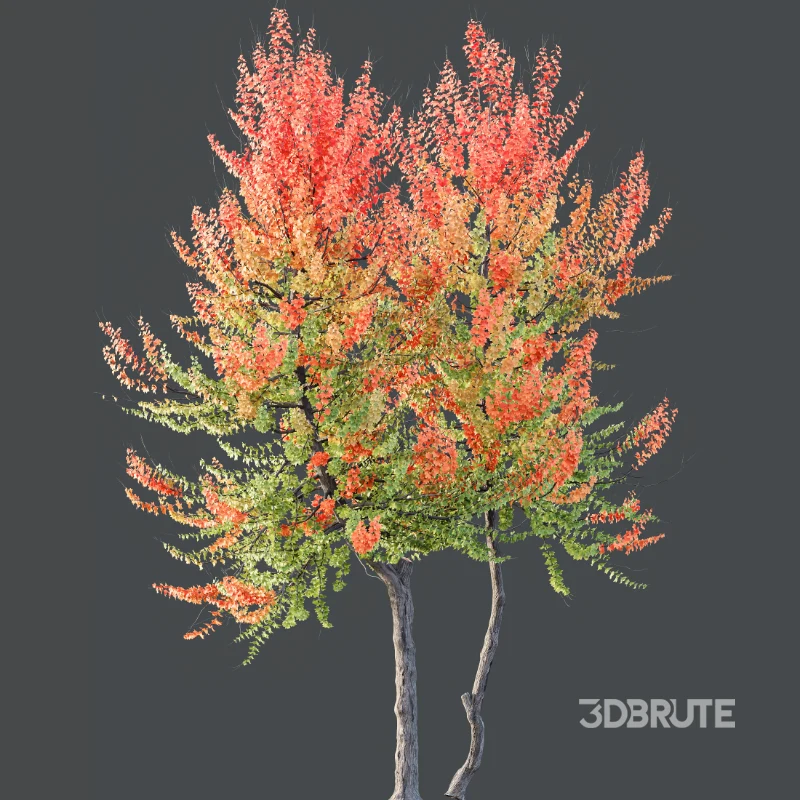 AV Acer X freemanii Freeman Maple Sapindaceae Image 3