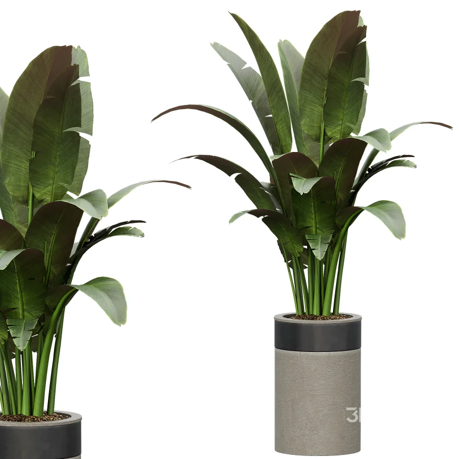 Indoor Plant 30 Image 5