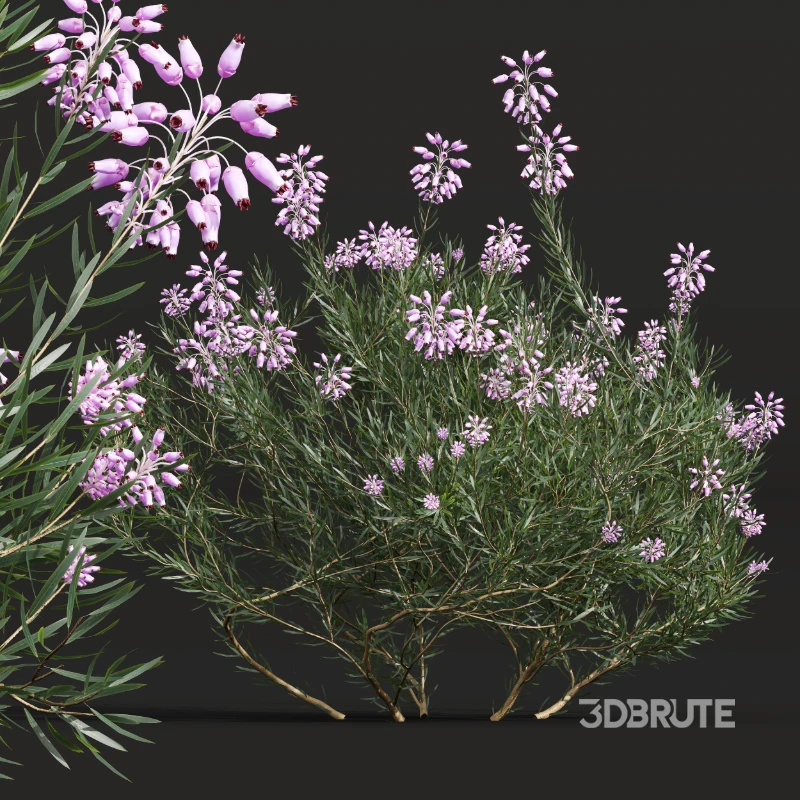 AV Nerium Oleander Laurier Kaner Rose Pink and Wild Erica Multiflora Bruyere Fiche Image 4