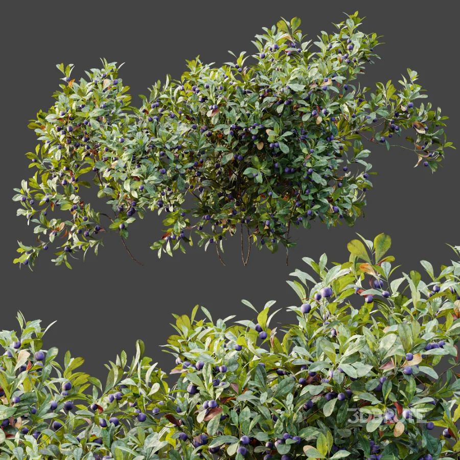 AV Plant Bush Bilberry Vaccinium Myrtillus Fruit Image 10