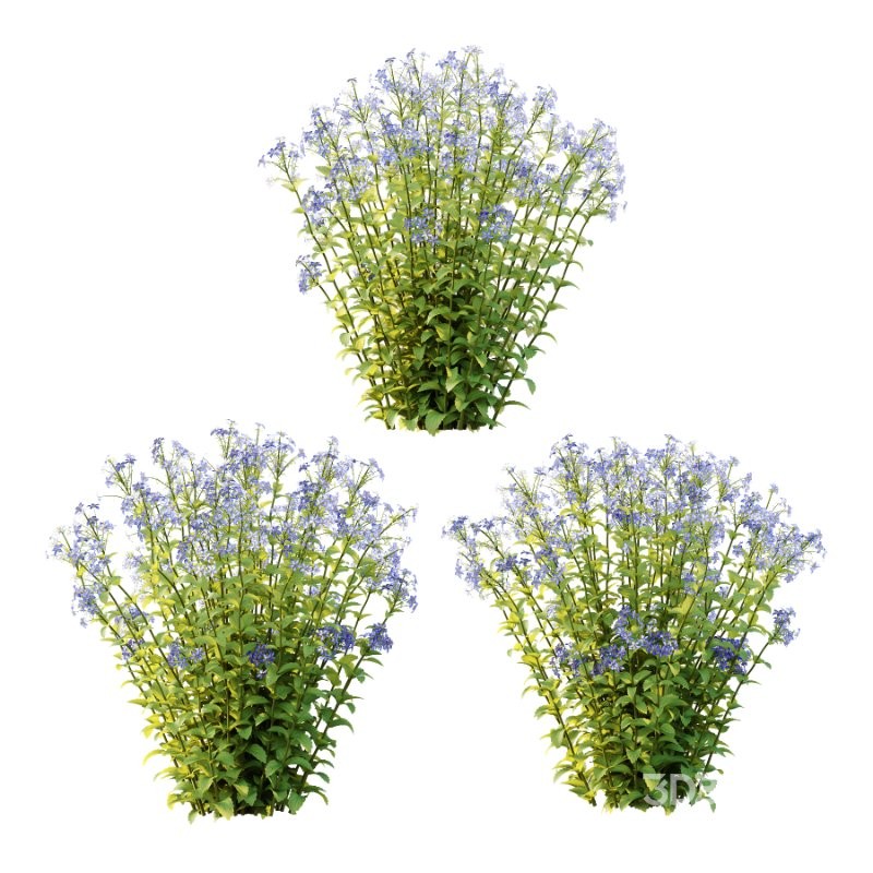 Borago officinalis Plants 02 Image 1