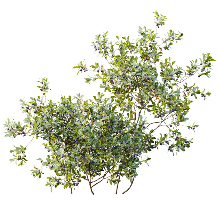 AV Plant Bush Bilberry Vaccinium Myrtillus Fruit Image 1