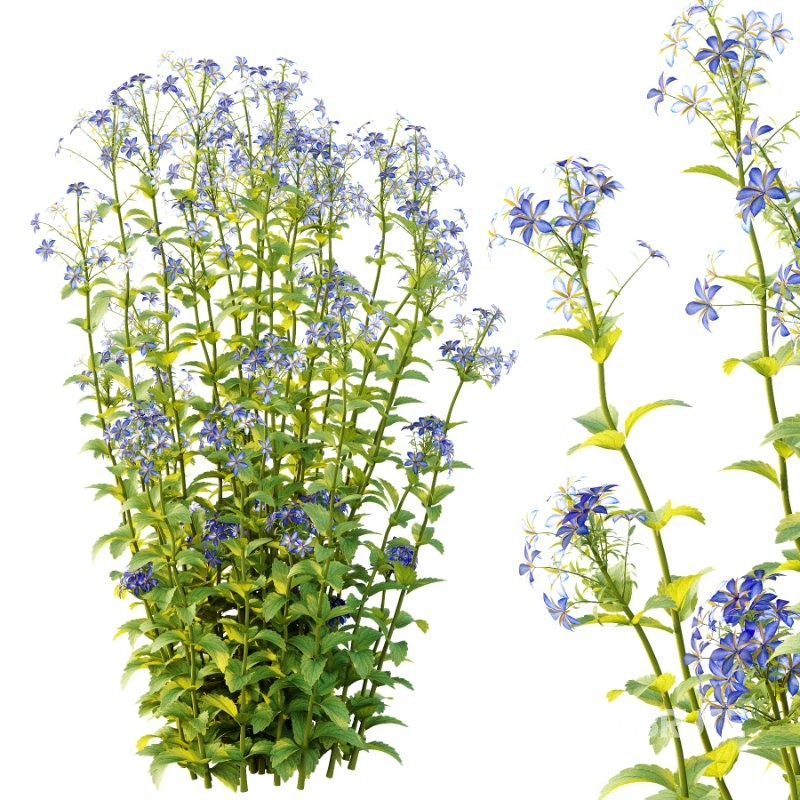 Borago officinalis Plants 01 Image 3