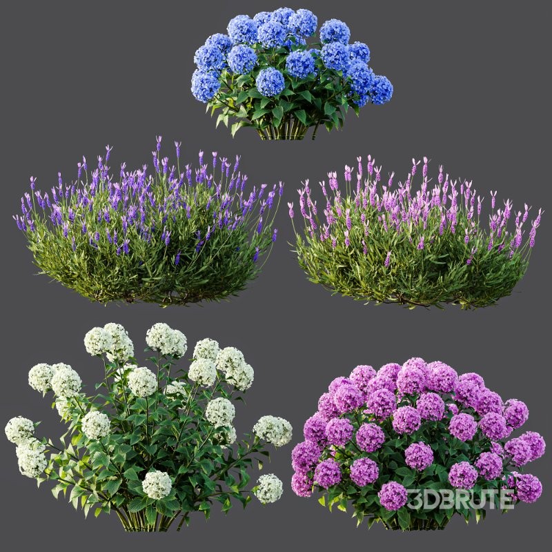 AV Smooth Wild Hydrangea and Lavandula Pedunculata Image 7