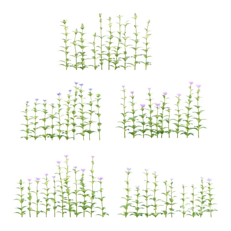 Vinca Minor Plant 03 Image 1