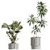 AV Indoor Plants Set 431 Ficus Olive Banana ParadiseBird - Thumbnail 7