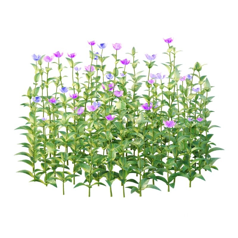 Vinca Minor Plant 03 Image 2