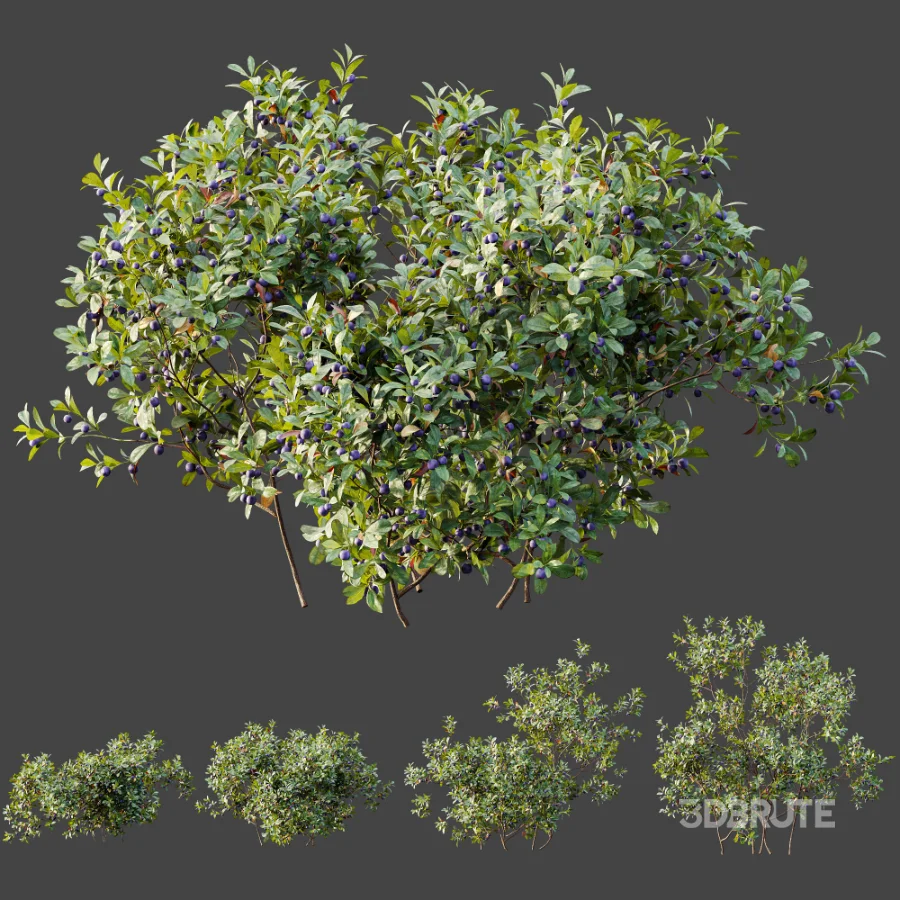 AV Plant Bush Bilberry Vaccinium Myrtillus Fruit Image 7
