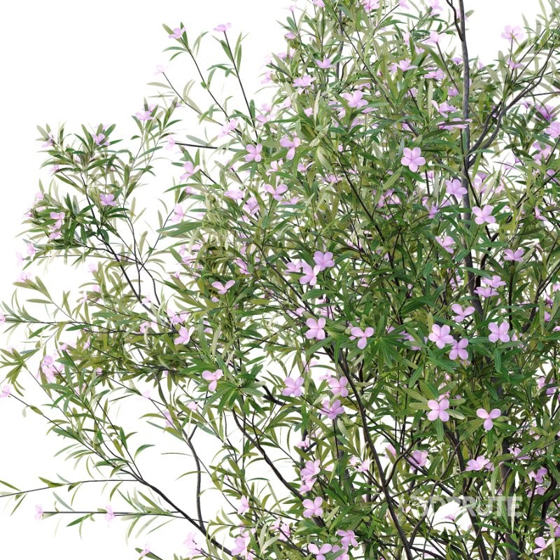 nerium oleander pink tree 01 Image 5