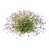 Verbena Bonariensis Plant 05 - Thumbnail 2