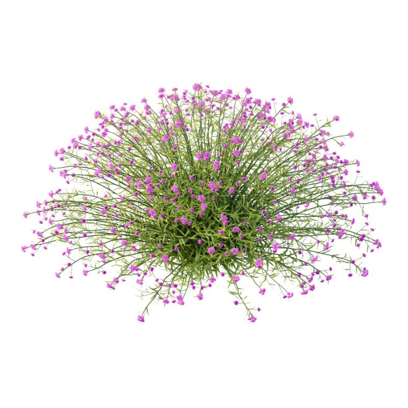 Verbena Bonariensis Plant 05 Image 2