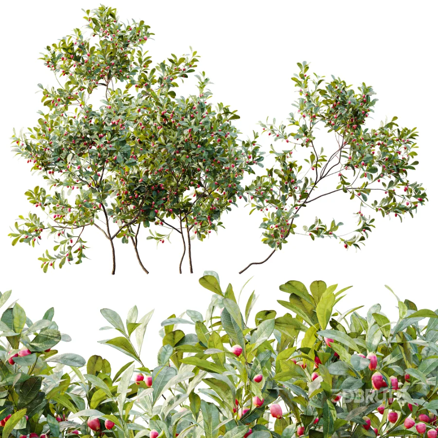 AV Plant Bush Bilberry Vaccinium Myrtillus Flower Image 4