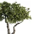 Tree Set42 - Thumbnail 4
