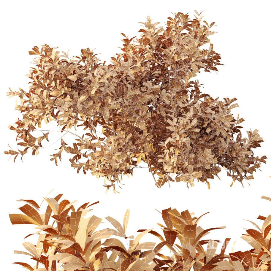 AV Plant Bush Bilberry Vaccinium Myrtillus Image 6