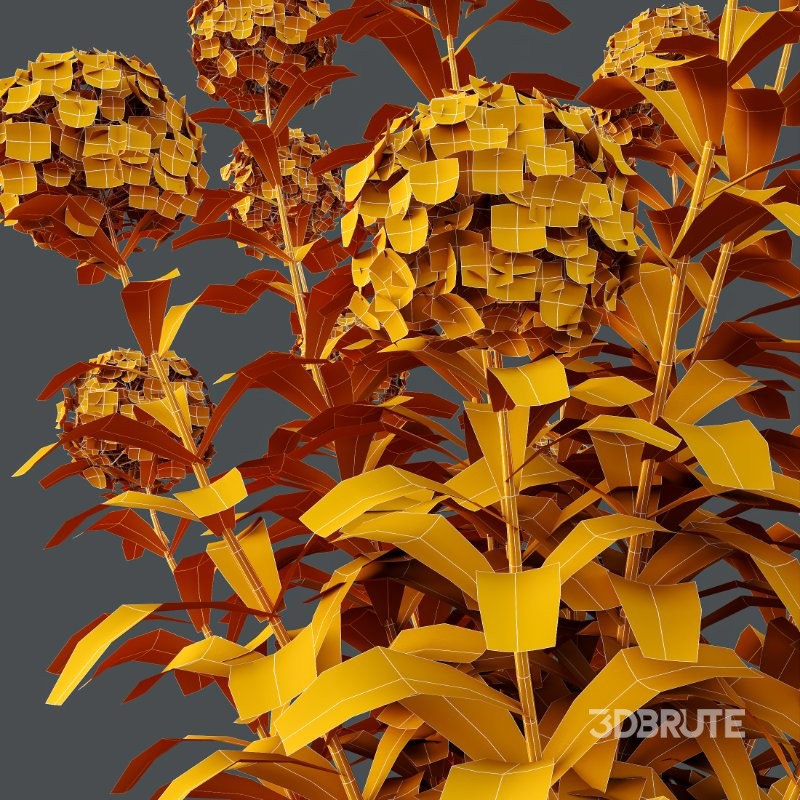 AV Smooth Wild Hydrangea and Lavandula Pedunculata Image 9