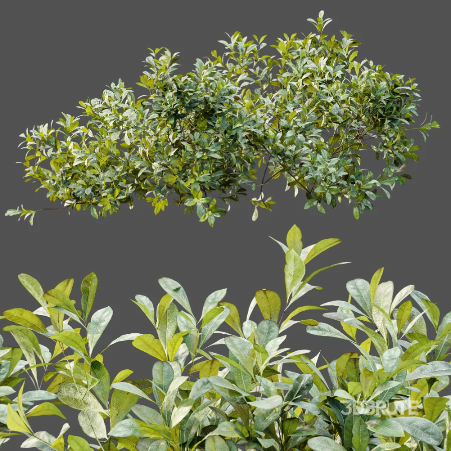 AV Plant Bush Bilberry Vaccinium Myrtillus Image 9