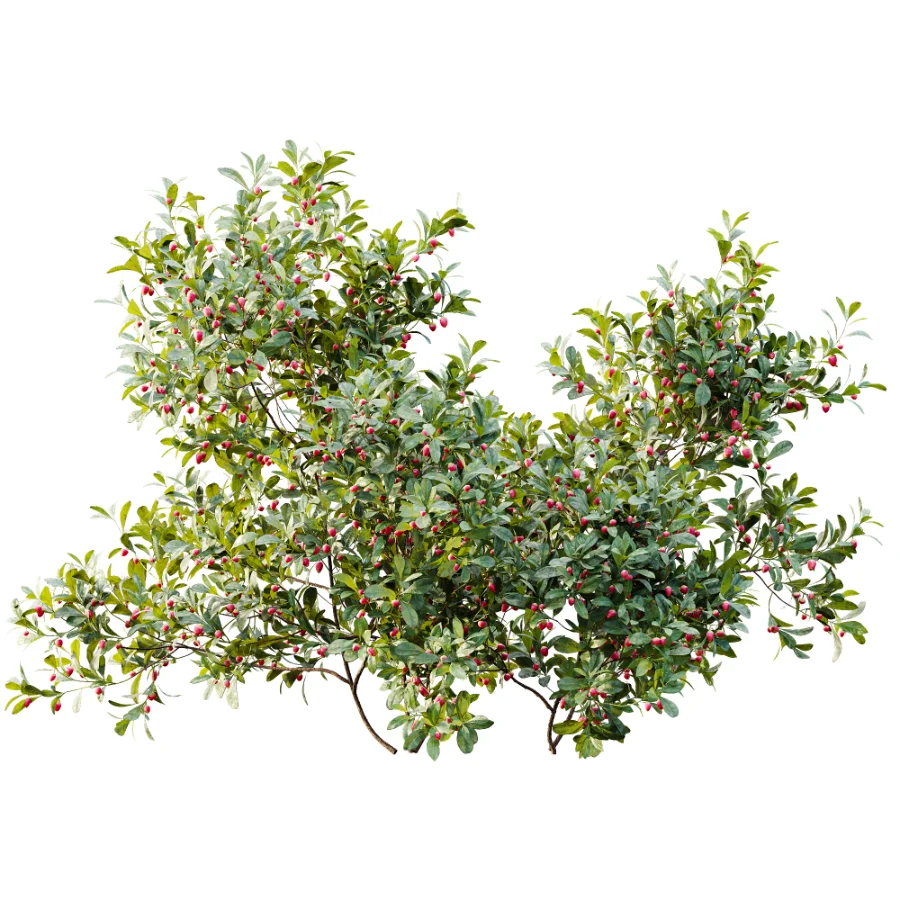 AV Plant Bush Bilberry Vaccinium Myrtillus Flower Image 1