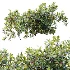 AV Plant Bush Bilberry Vaccinium Myrtillus Fruit - Thumbnail 8