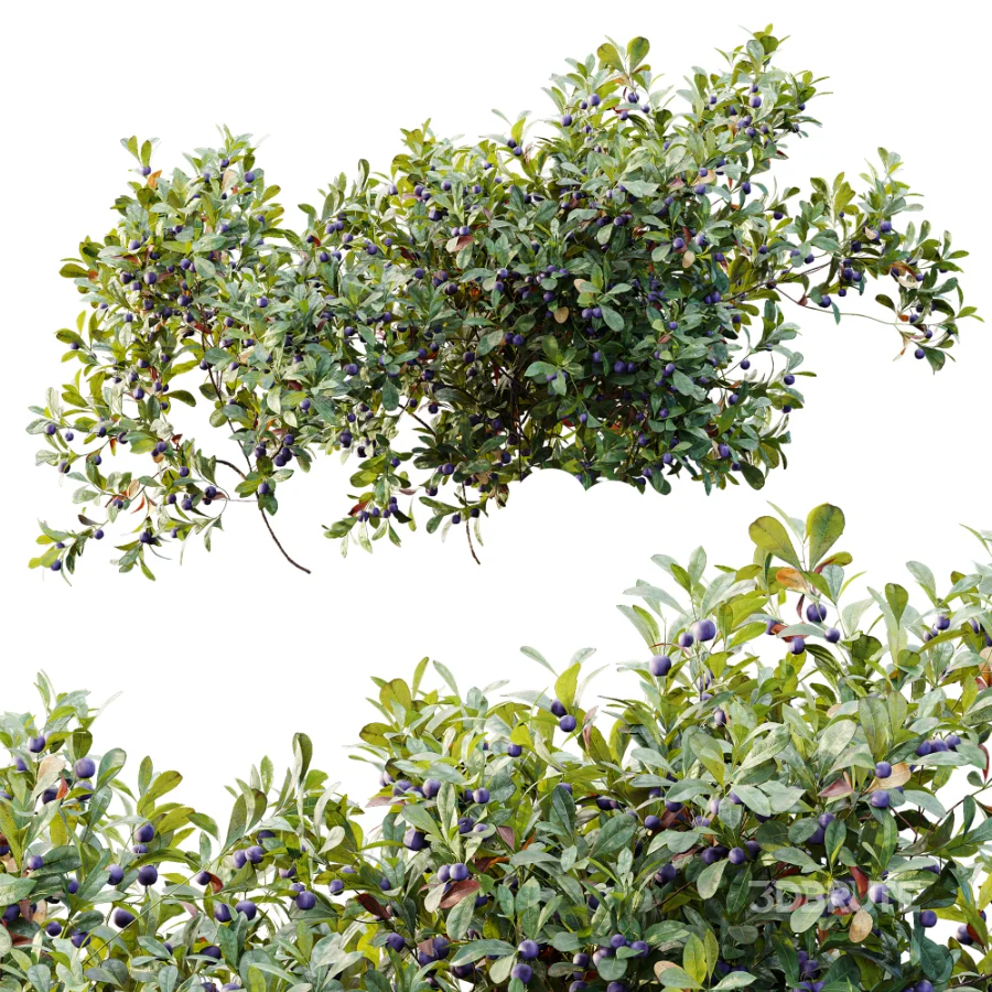 AV Plant Bush Bilberry Vaccinium Myrtillus Fruit Image 8