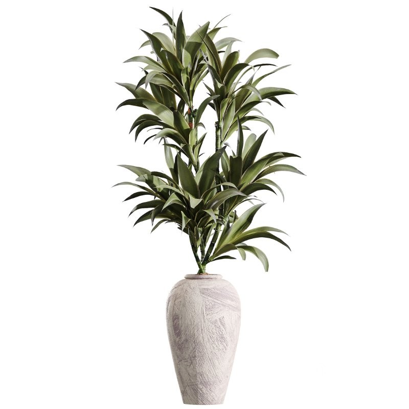 AV Indoor Plants Set 432 Calathea Dragon Palm Ficus Olive Image 5