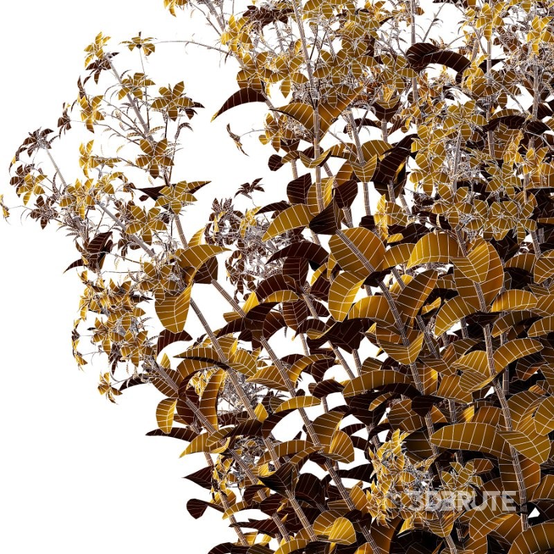 Borago officinalis Plants 02 Image 5