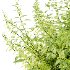 Common Nettle Urtica dioica Plant 03 - Thumbnail 4