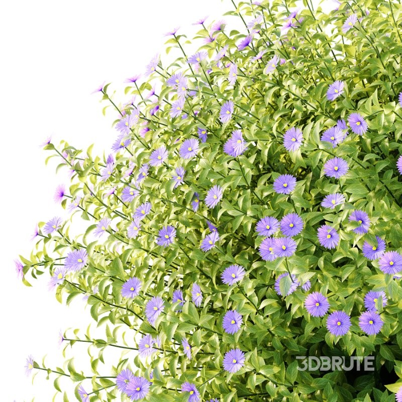 Aster tataricus tatarian aster Plants 03 Image 2