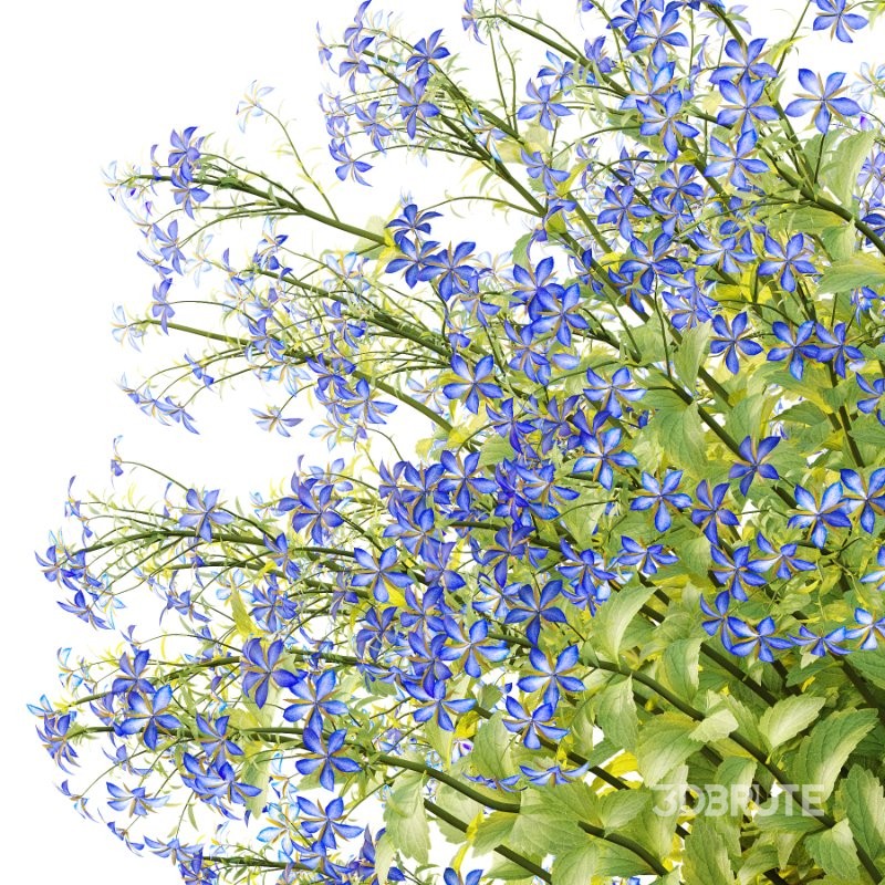 Borago officinalis Plants 03 Image 2