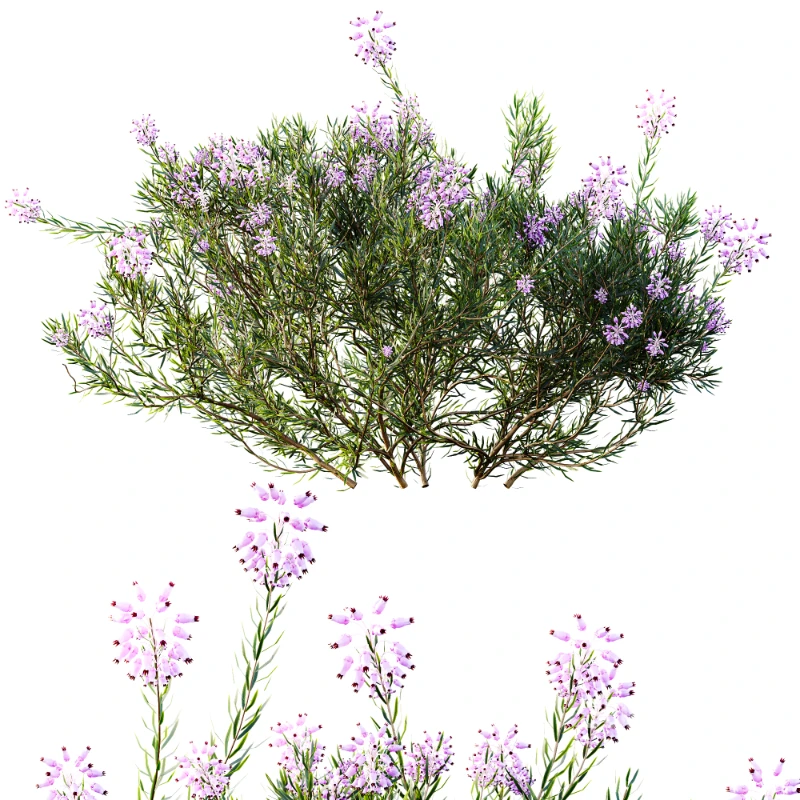 AV Nerium Oleander Laurier Kaner Rose Pink and Wild Erica Multiflora Bruyere Fiche Image 2