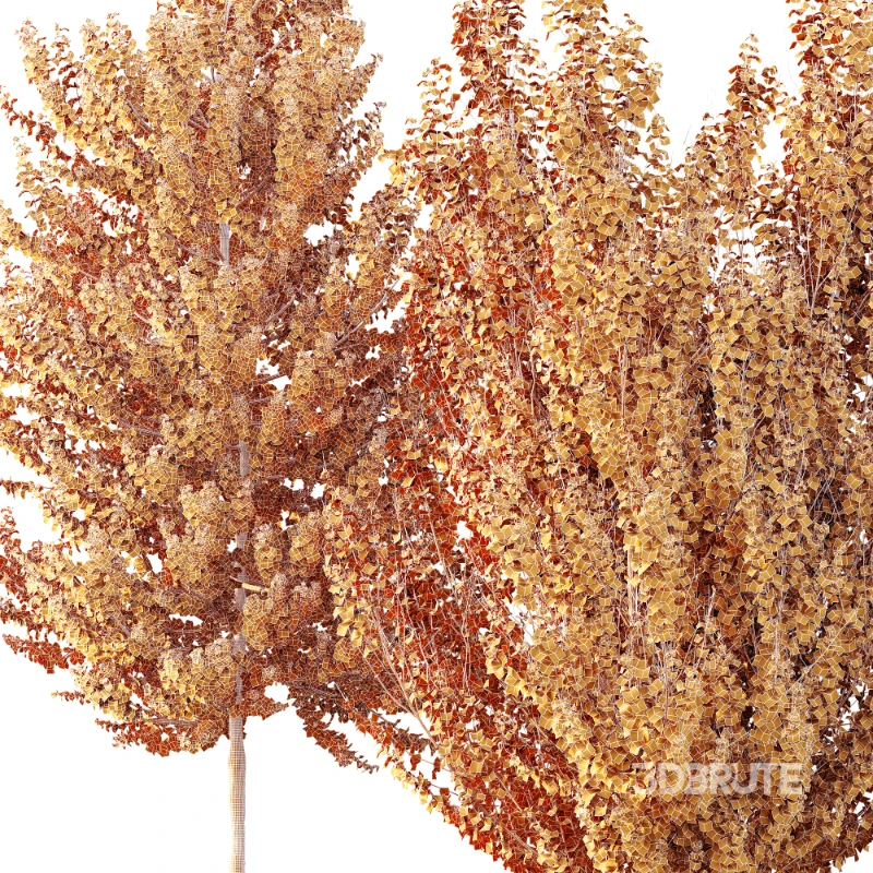 AV Acer X freemanii Freeman Maple Sapindaceae 01 Image 8