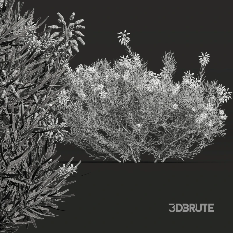 AV Nerium Oleander Laurier Kaner Rose Pink and Wild Erica Multiflora Bruyere Fiche Image 12