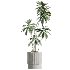 AV Indoor Plants Set 431 Ficus Olive Banana ParadiseBird - Thumbnail 3